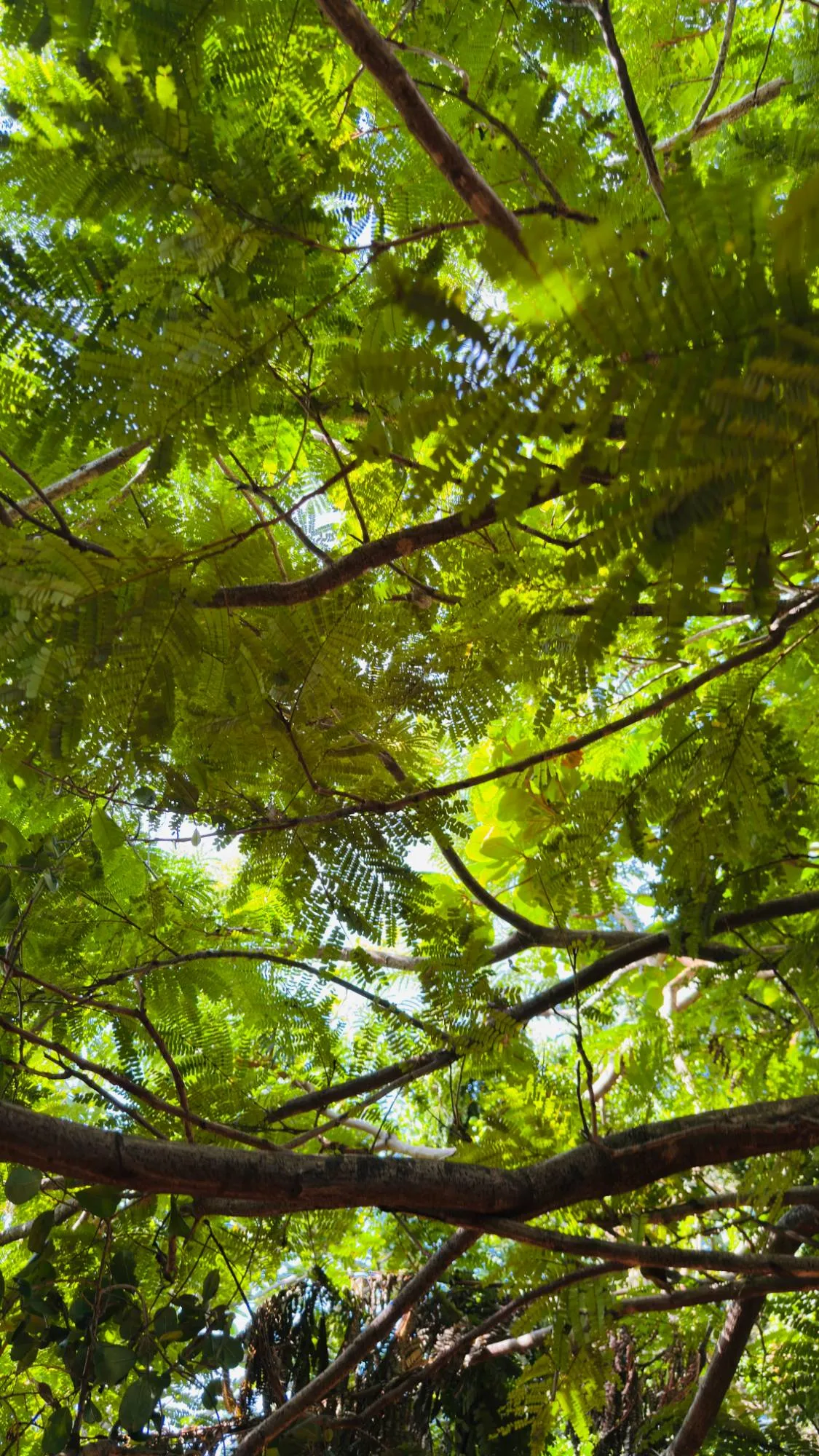 looking straight up into a green tree canopy
