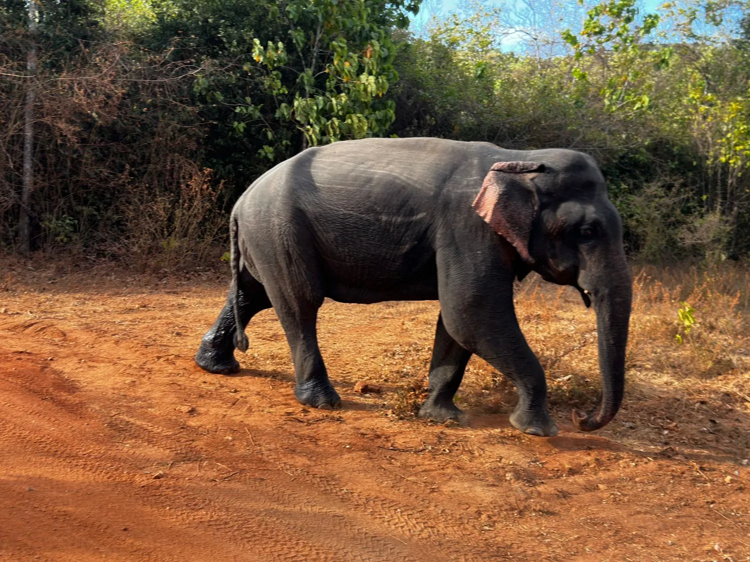 an elephant walking on red earth in front of dry scrub