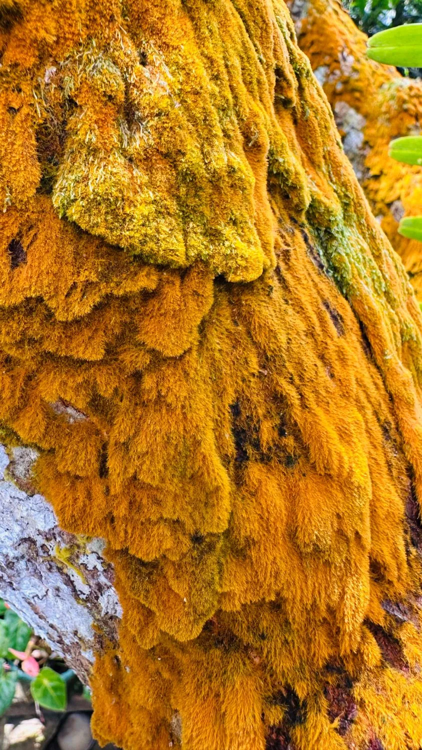 a tree trunk thick with orange and yellow lichen