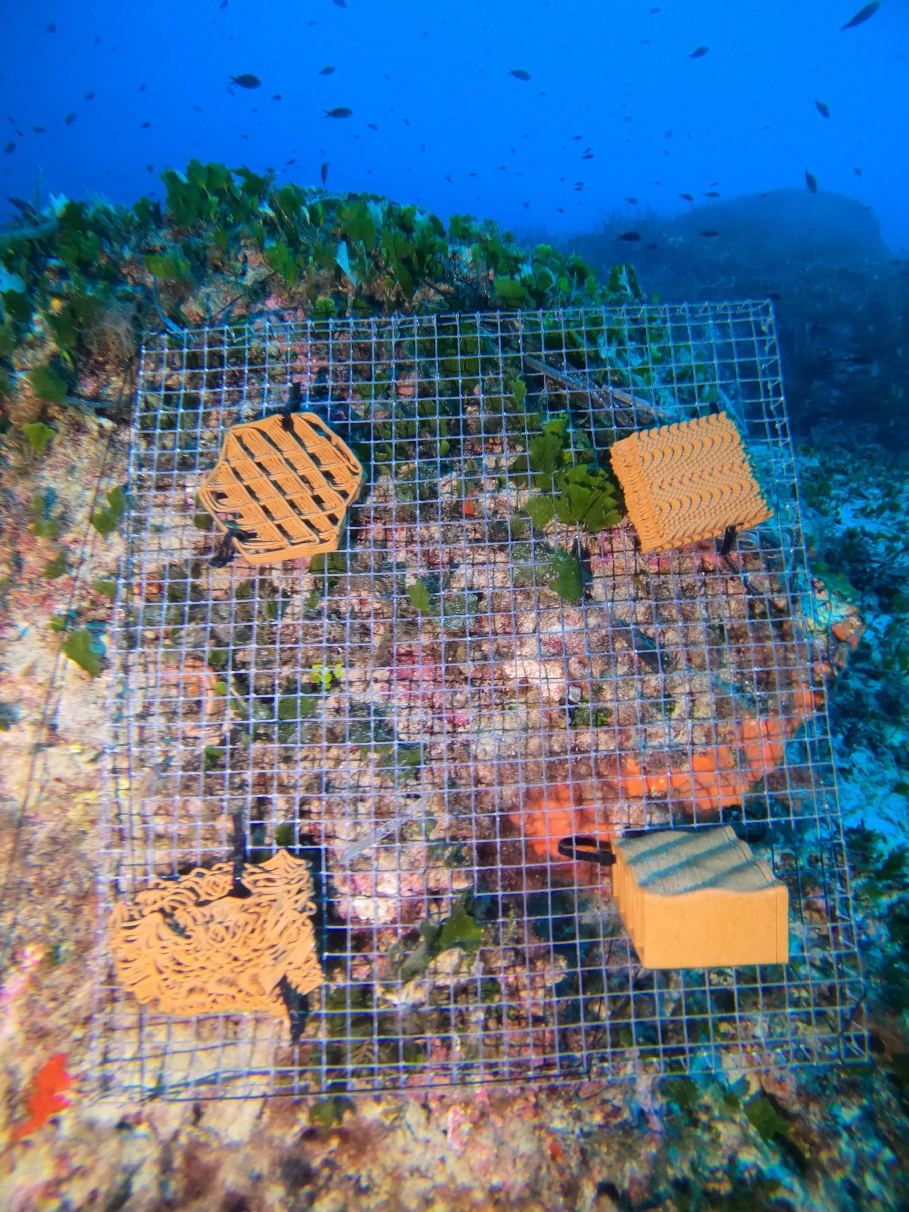Four orange printed clay pieces fixed to a wire mesh frame on a rocky seabed, fish above: a hexagonal lattice, a fine meandering tile and two textured blocks