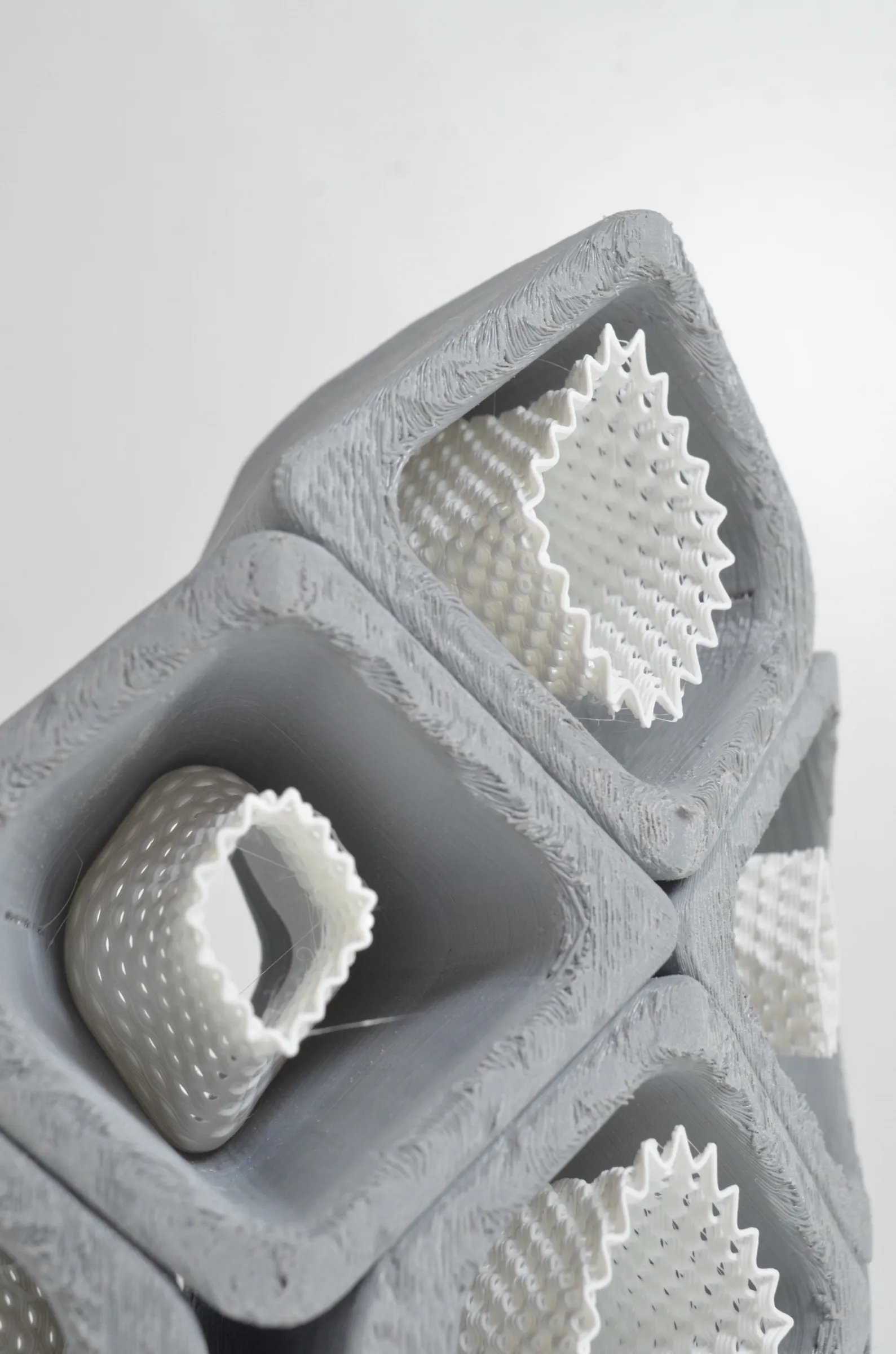 sikka, an insert, sitting in its shell