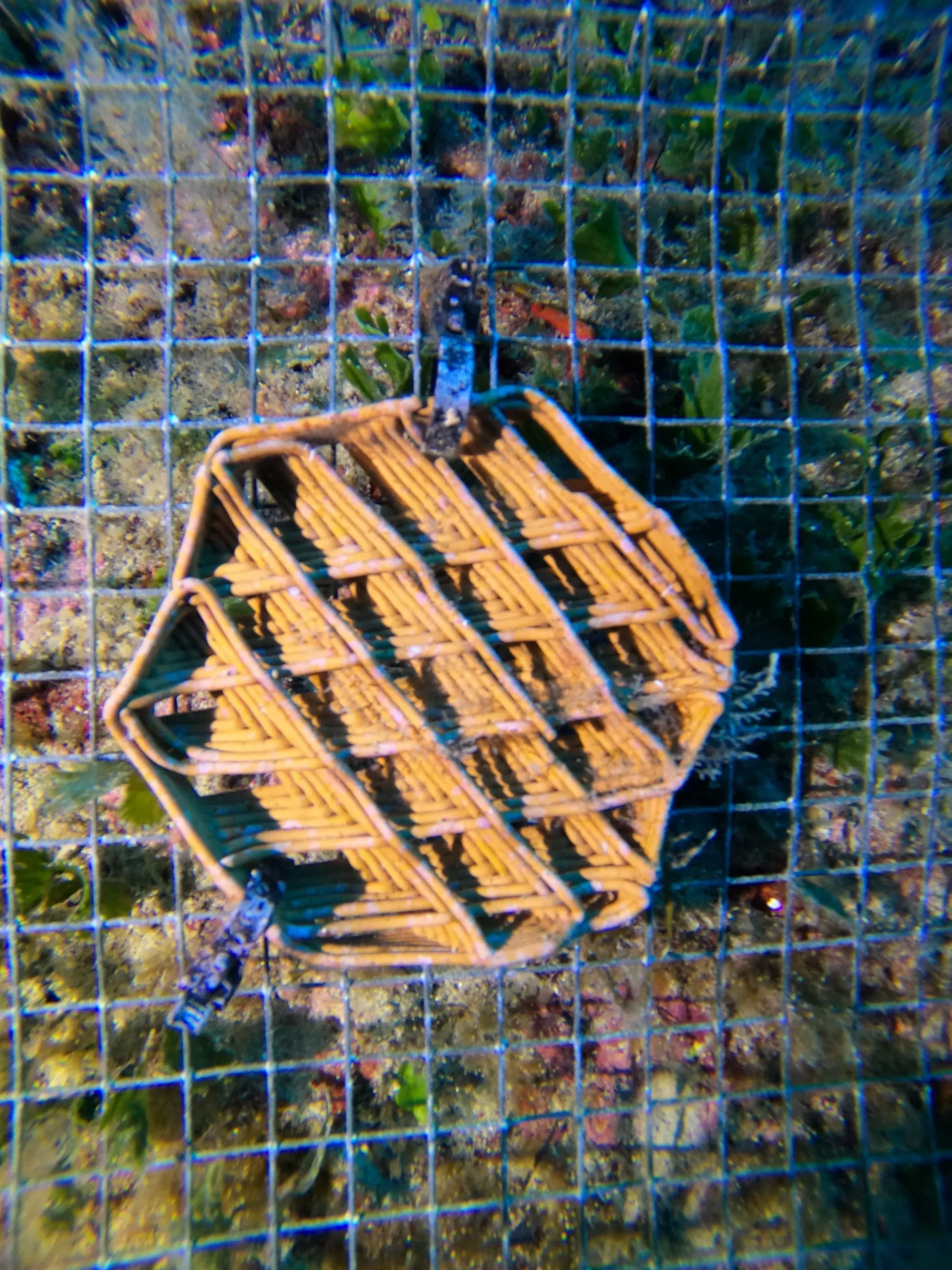 The hexagonal lattice tile on its mesh frame underwater, still clean after a month