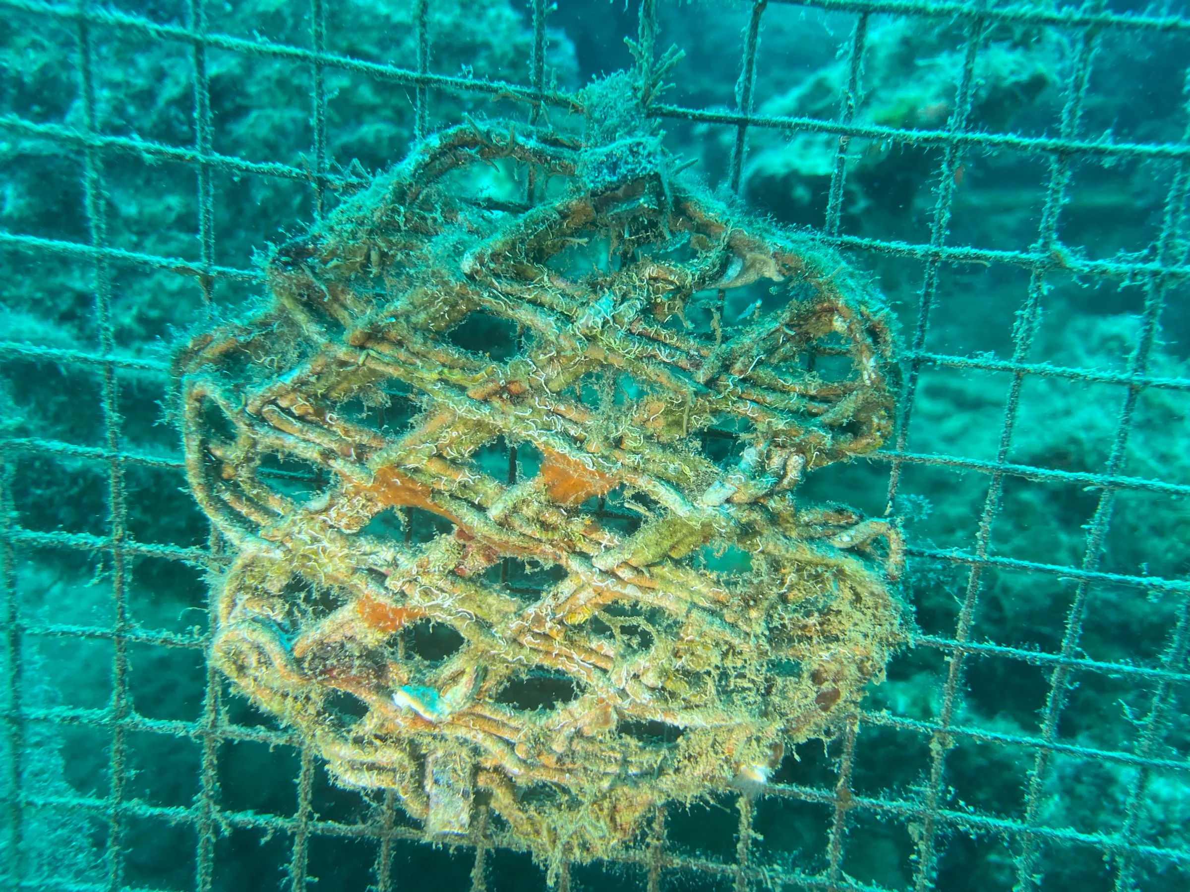 a printed clay test piece on its mesh frame, overgrown after a year in the sea