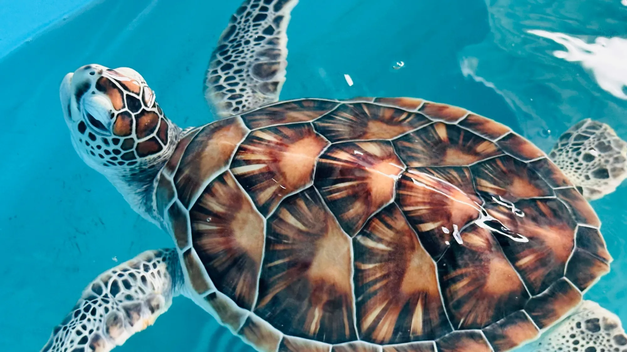 a sea turtle swimming in turquoise water, its shell a mosaic of brown and amber plates